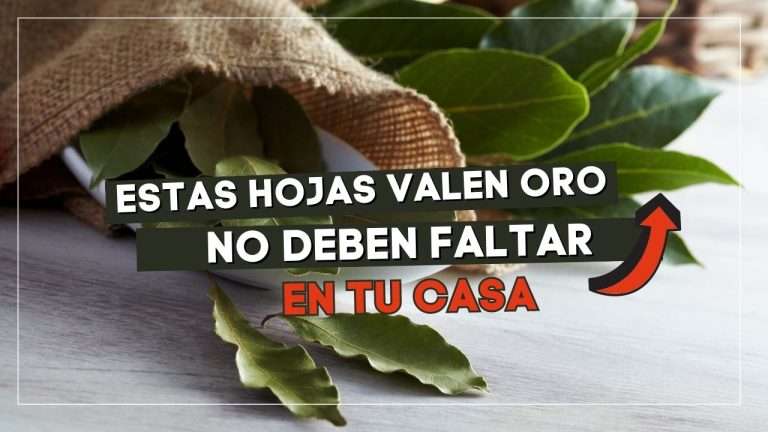 beneficios colocar laurel en casa
