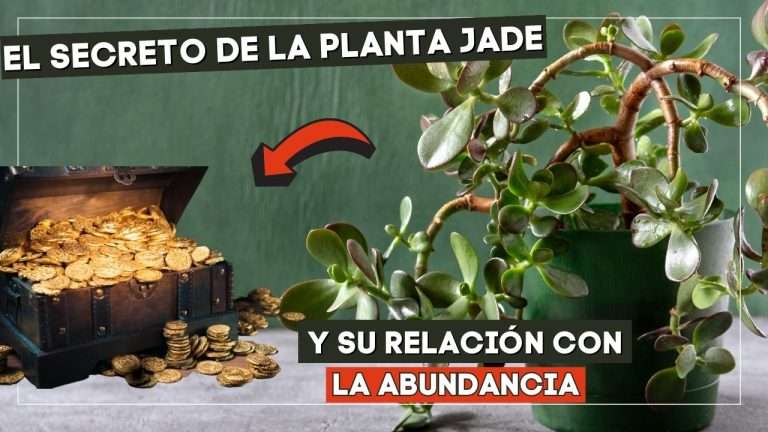 secretos planta jade y dinero